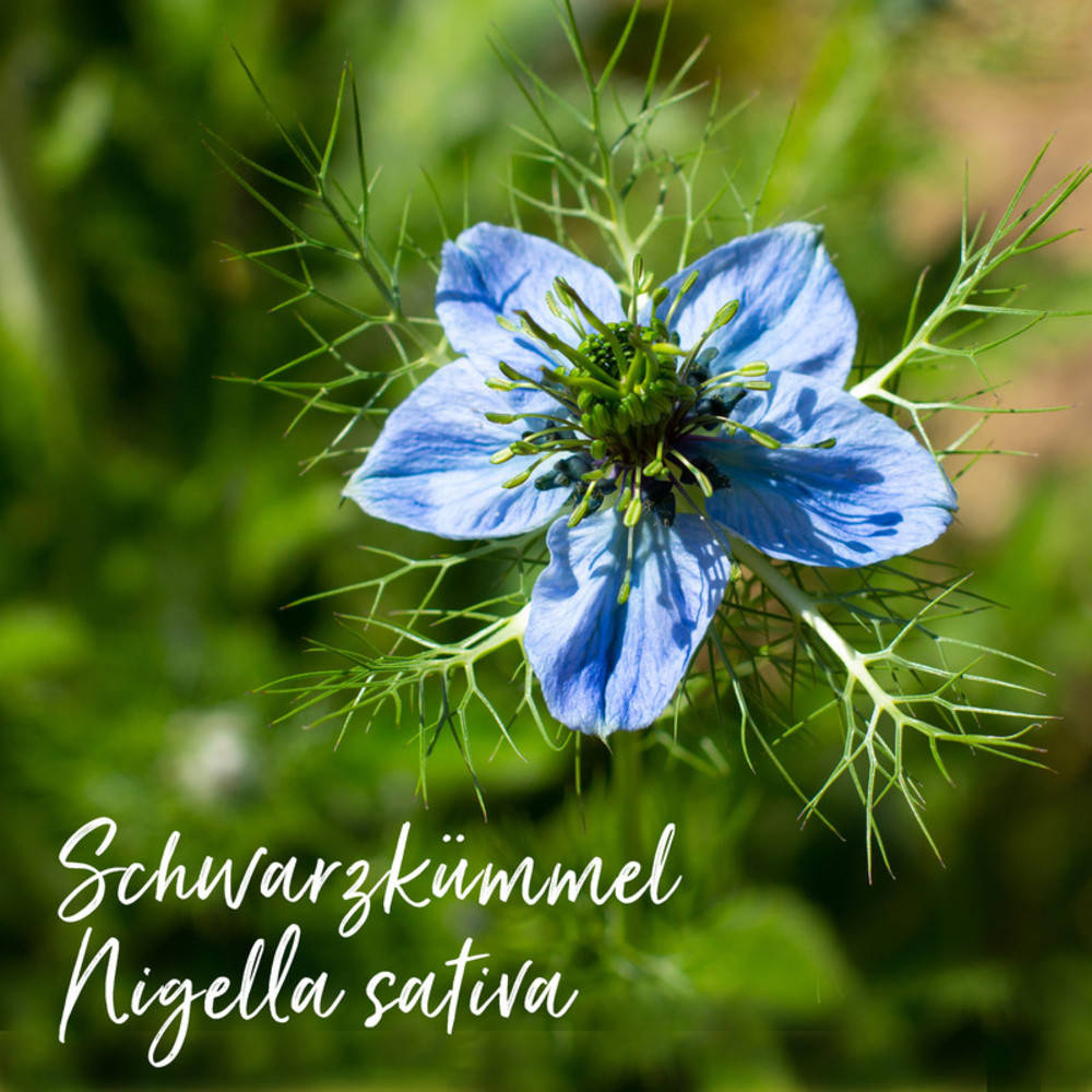 SCHWARZKÜMMELÖL SALBE PHARAO