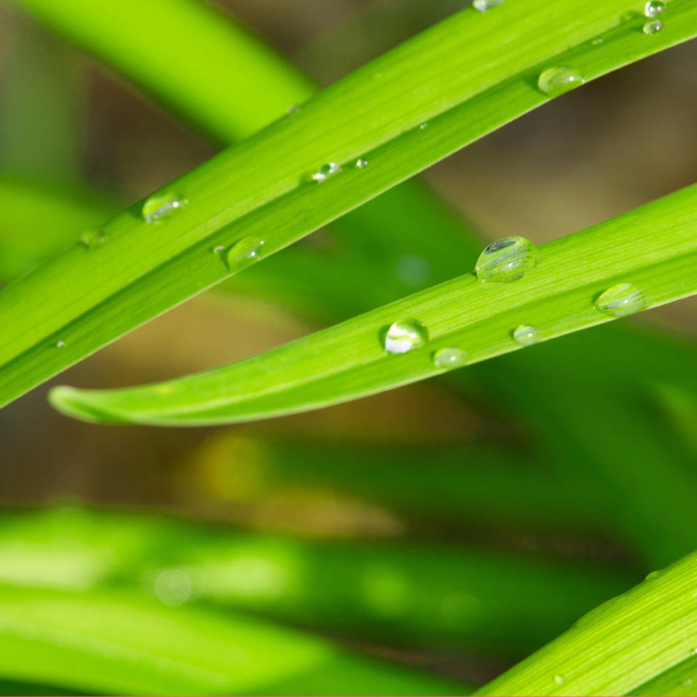 Palmarosa, ätherisches Öl Bio