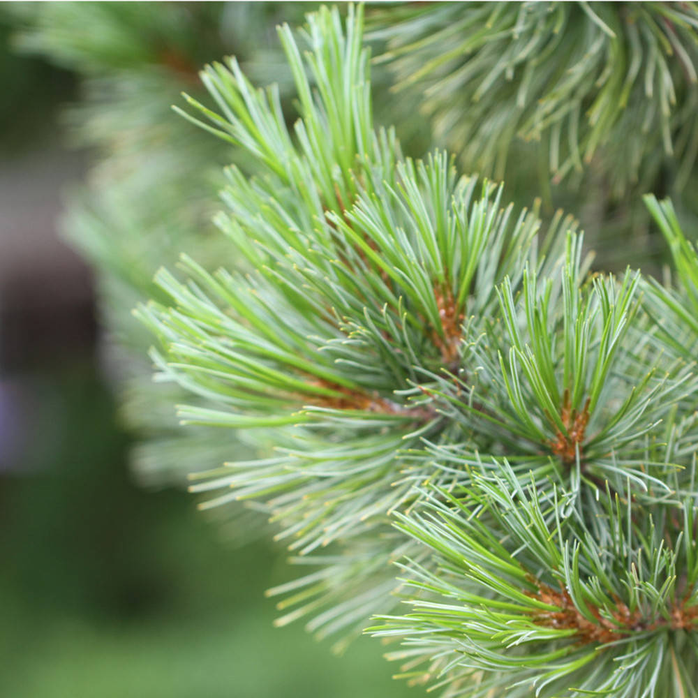 Arve ätherisches Öl Bio