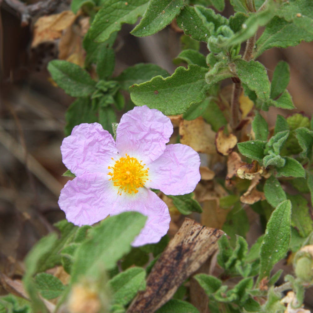 Zistrose geschnitten Tee Bio