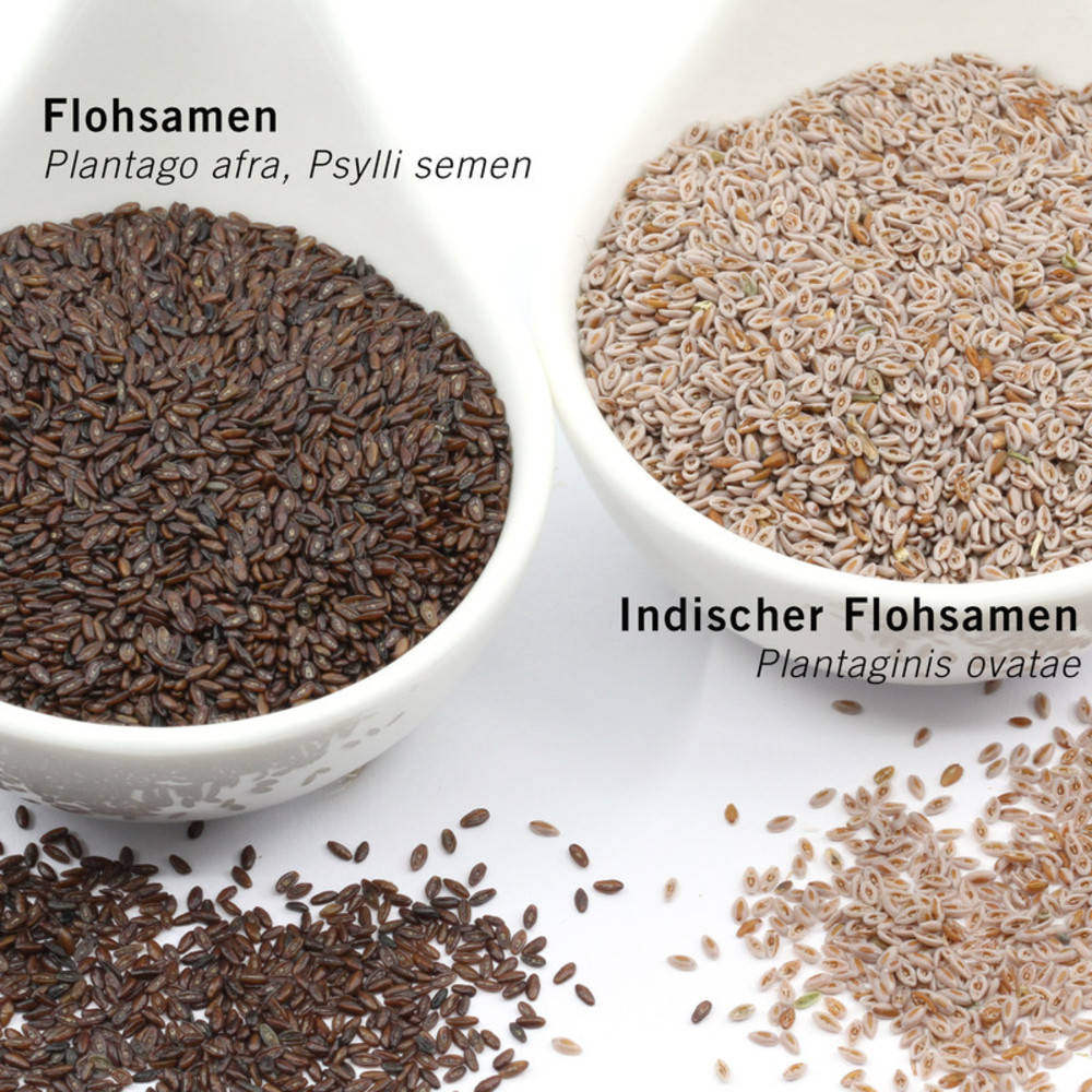 Flohsamenschalen, indischer