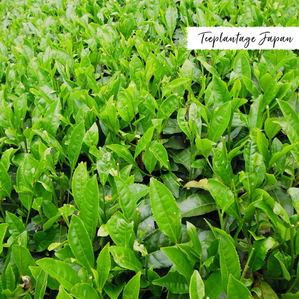 Grüntee Gyokuro "Premium" Shizuoka Bio