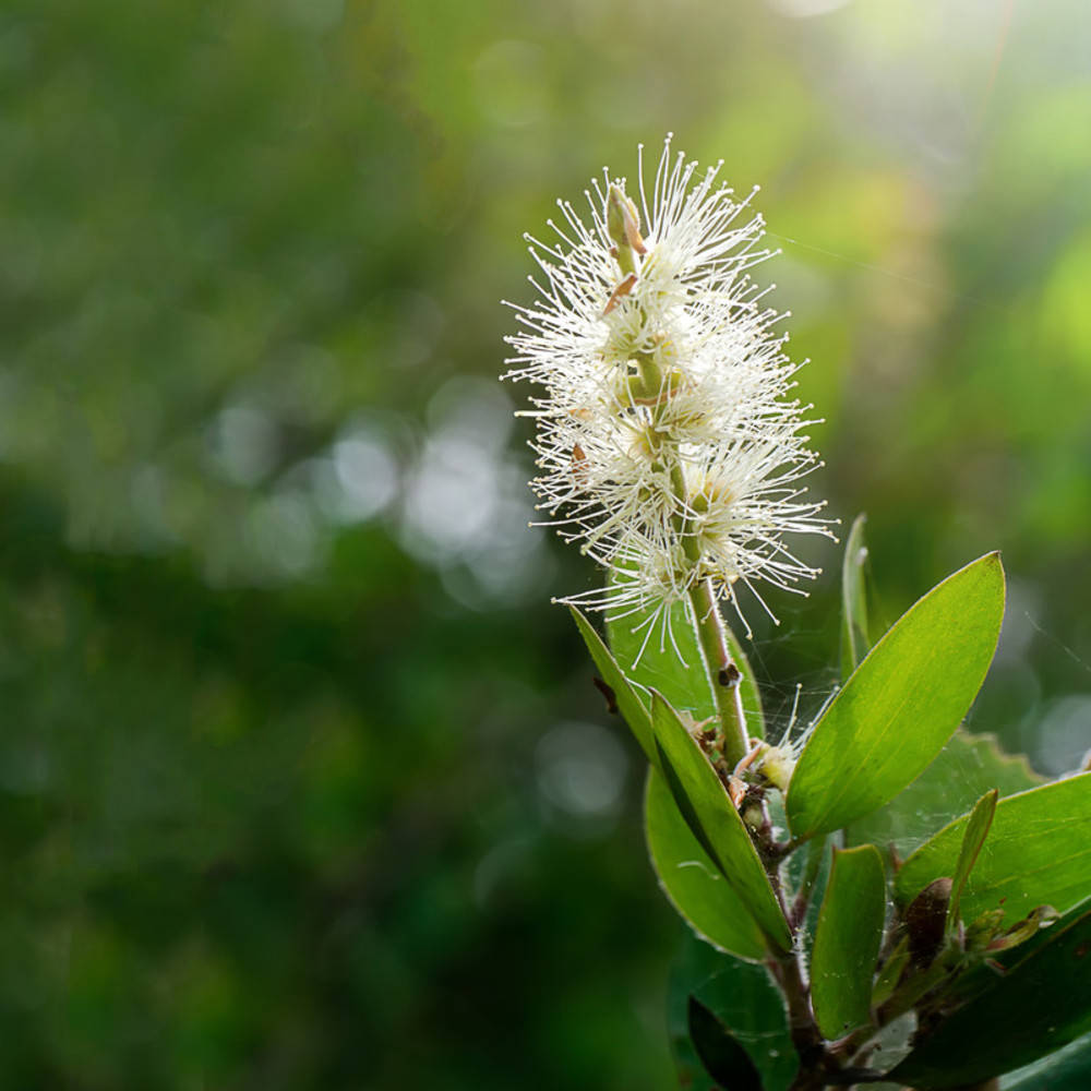 Niaouli ätherisches Öl