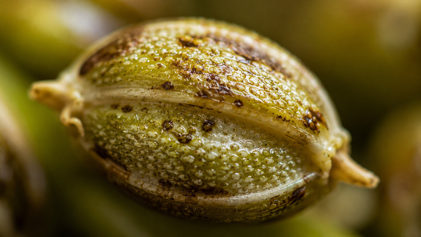Brennnesselsamen Bio-zutat2_links