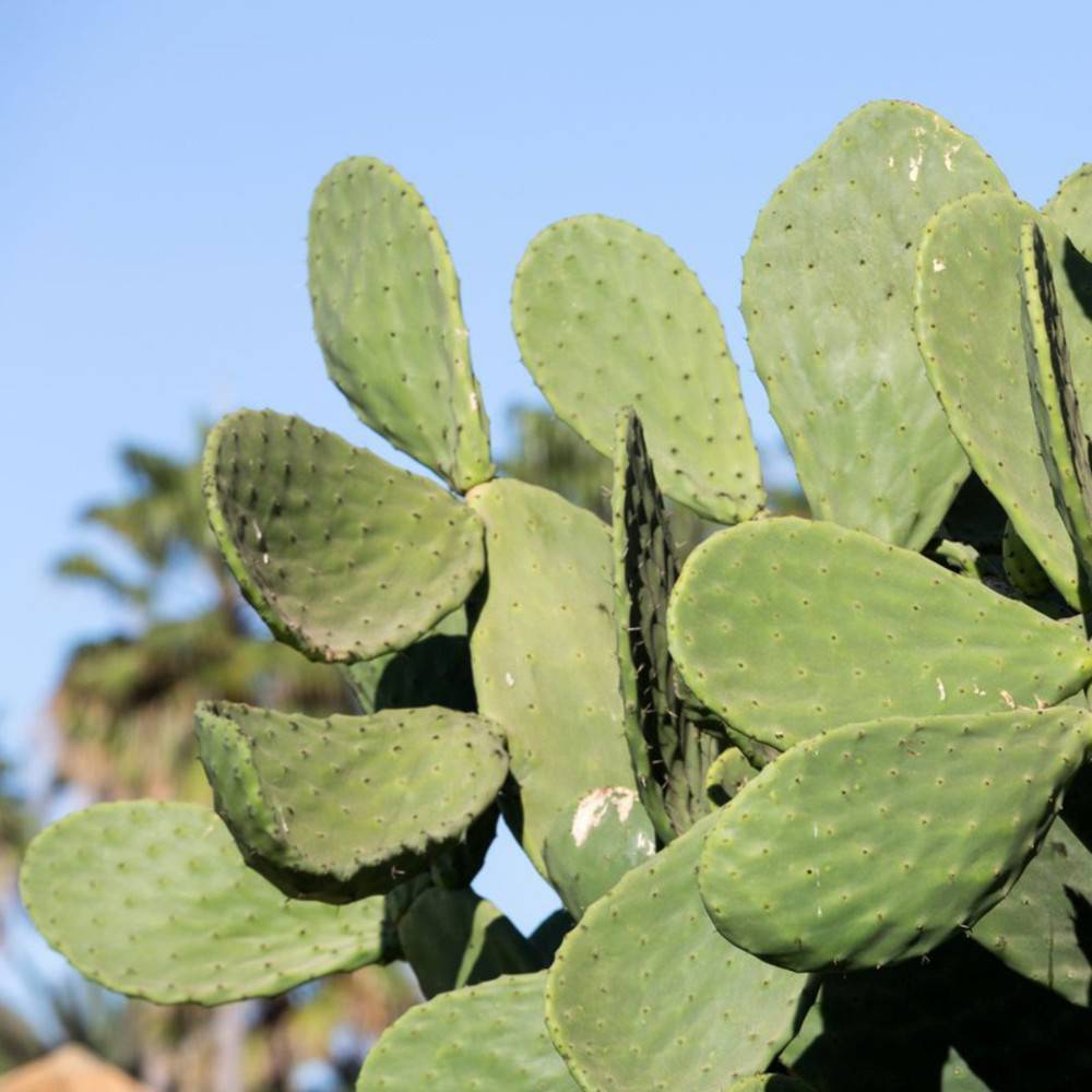 Nopal Kapseln