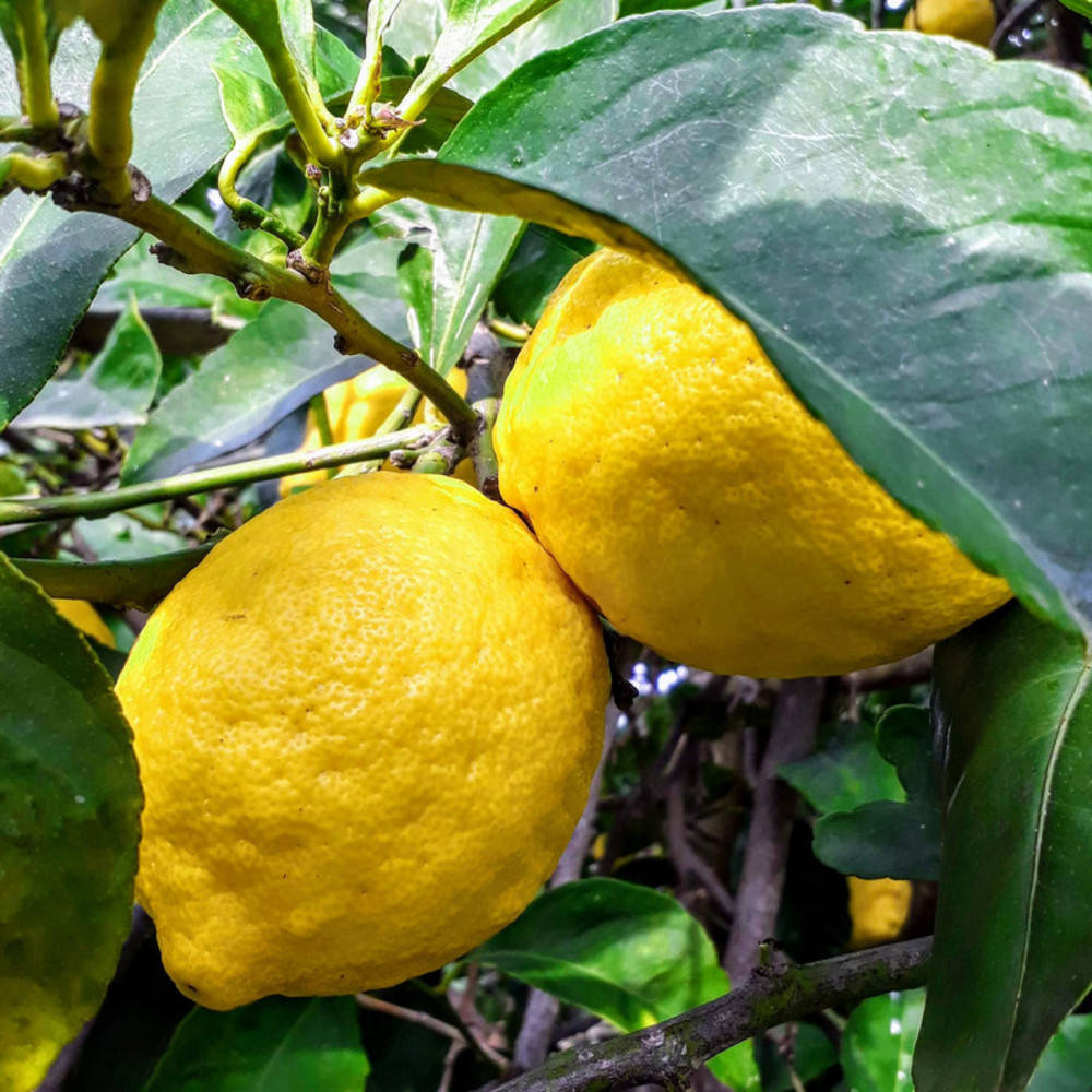 Zitrone ätherisches Öl Bio