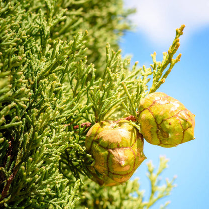 Zypresse ätherisches Öl Bio