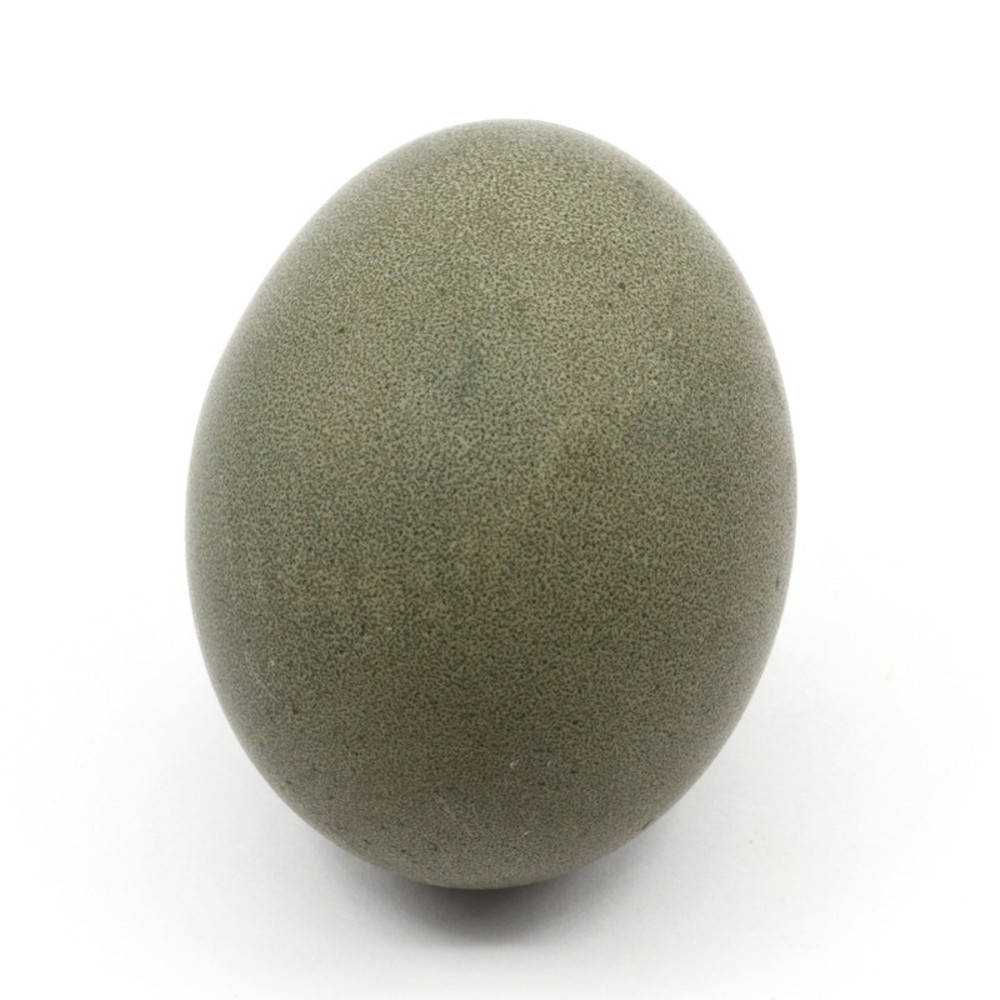 Malvenblüten schwarz Ostereierfarbe