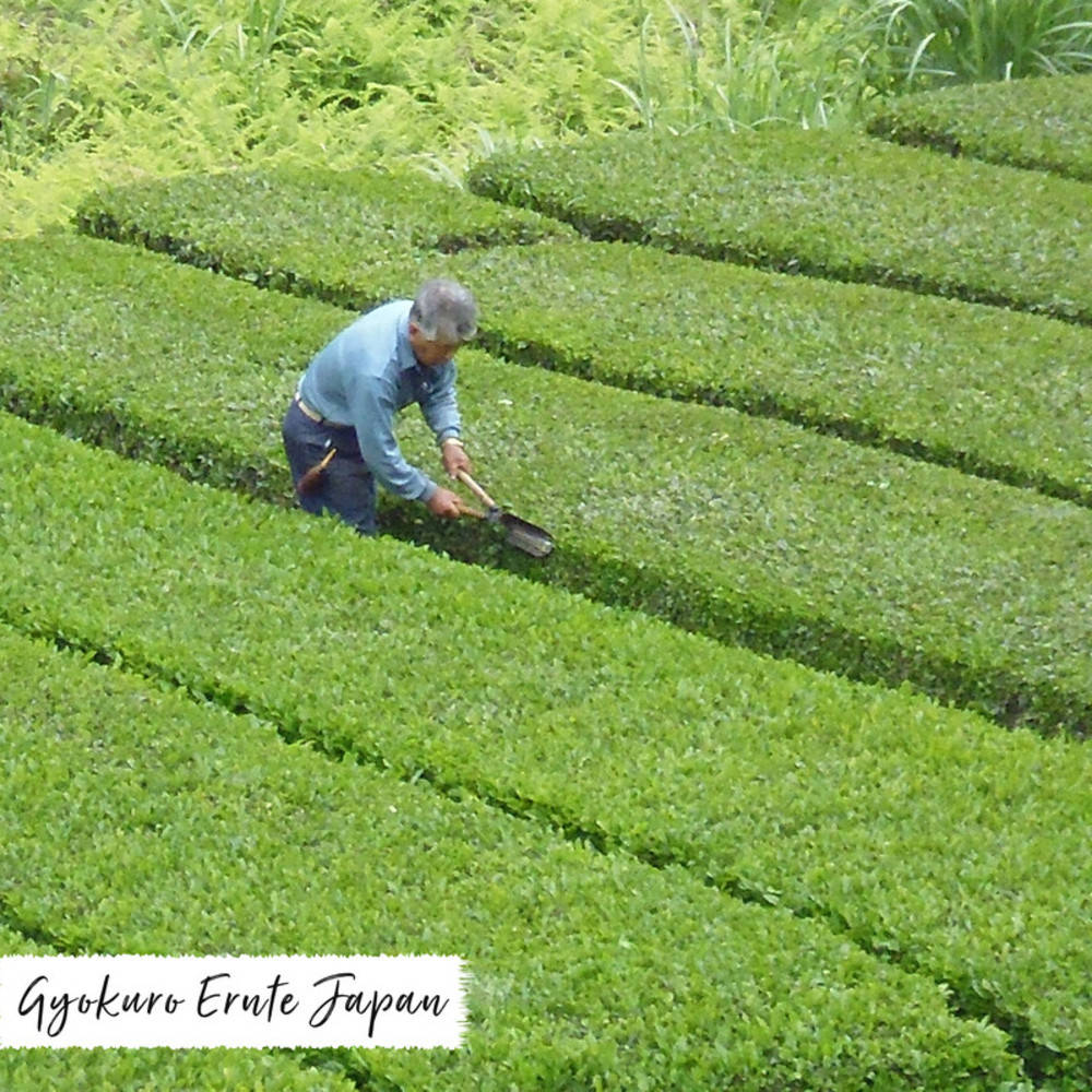 Grüntee Gyokuro "Premium" Shizuoka Bio