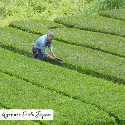 Grüntee Gyokuro "Premium" Shizuoka Bio