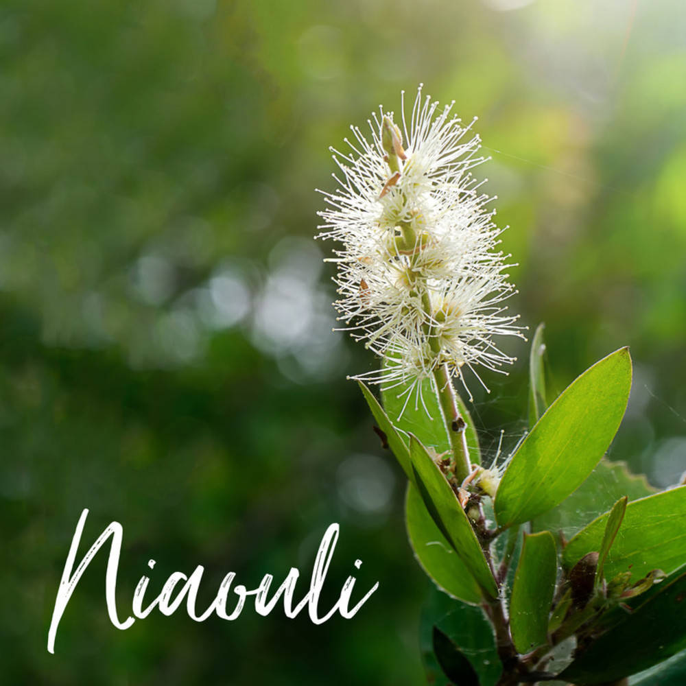 Niaouli ätherisches Öl