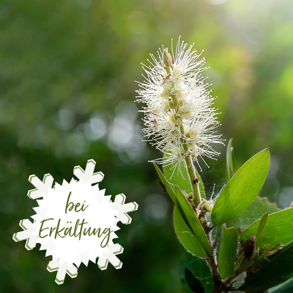 Niaouli ätherisches Öl