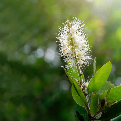 Niaouli ätherisches Öl
