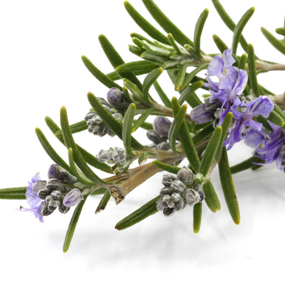 Rosmarin CT Verbenon ätherisches Öl Bio