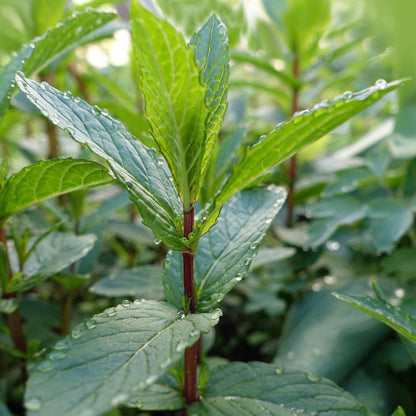 Pfefferminzwasser Bio (Hydrolat)