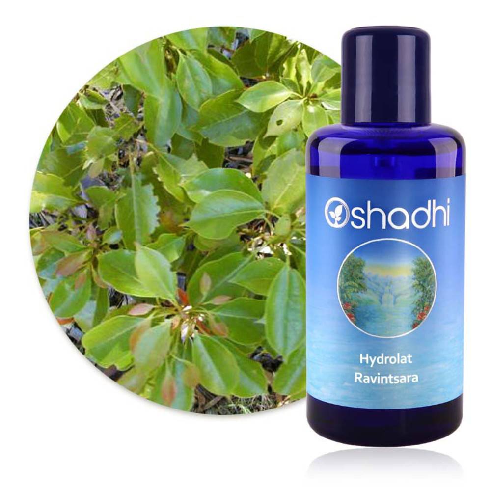Oshadhi Blütenwasser Ravintsara (Hydrolat) 200 ml