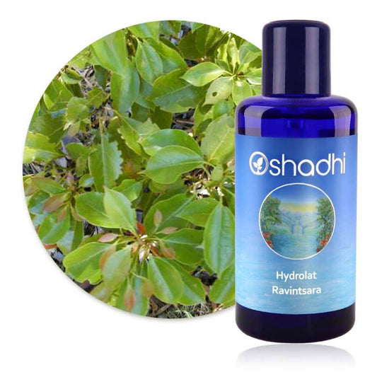Oshadhi Blütenwasser Ravintsara (Hydrolat) 200 ml