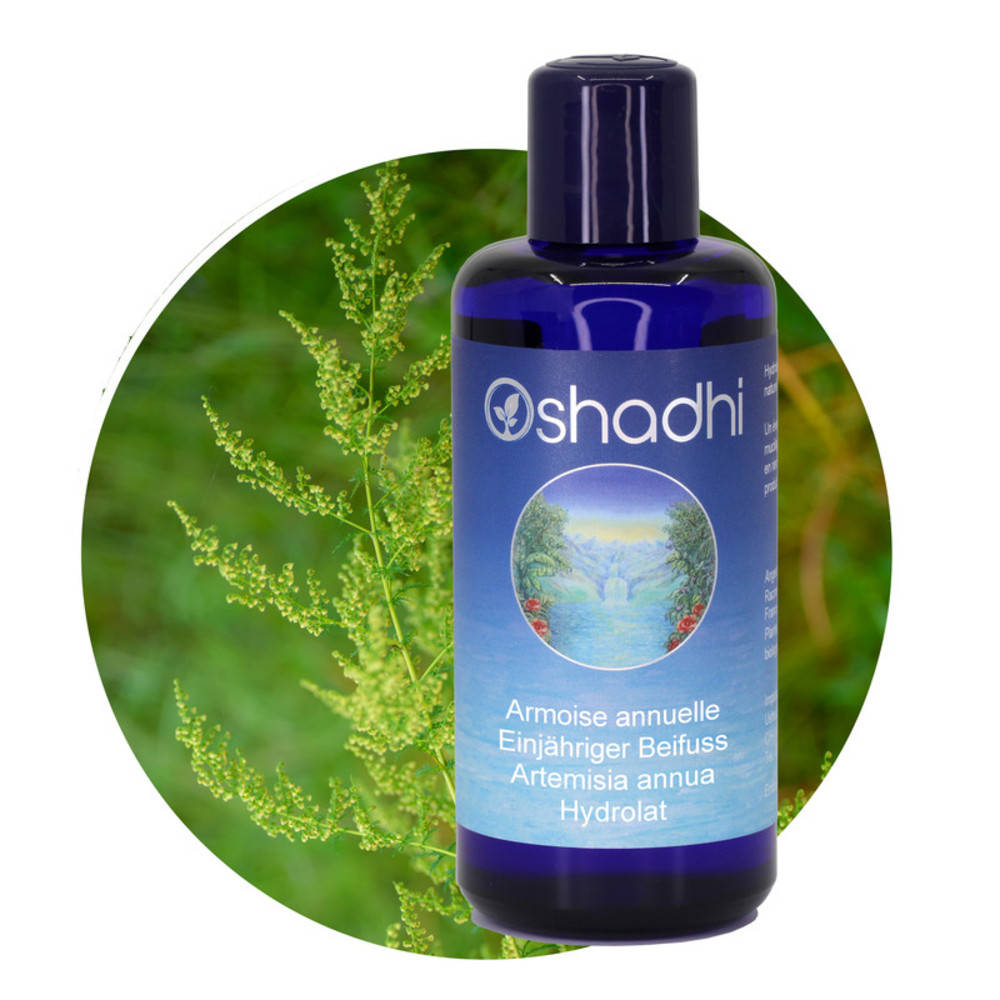 Oshadhi Blütenwasser Artemisia annua (Einjähriger Beifuss) (Hydrolat) 200 ml