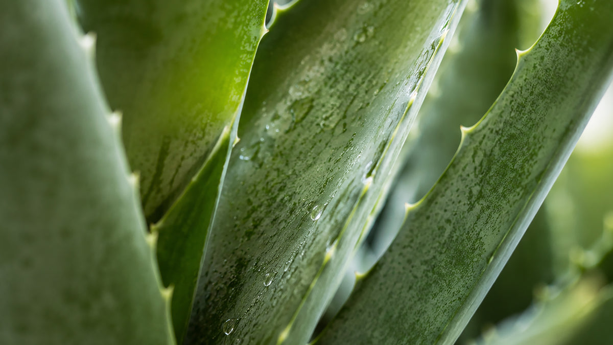 Aloe Vera Gel fettfrei-zutat2_links