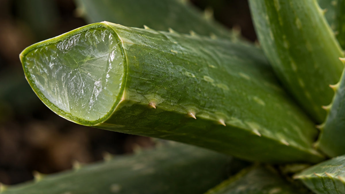Aloe Vera Lotion-zutat1_rechts