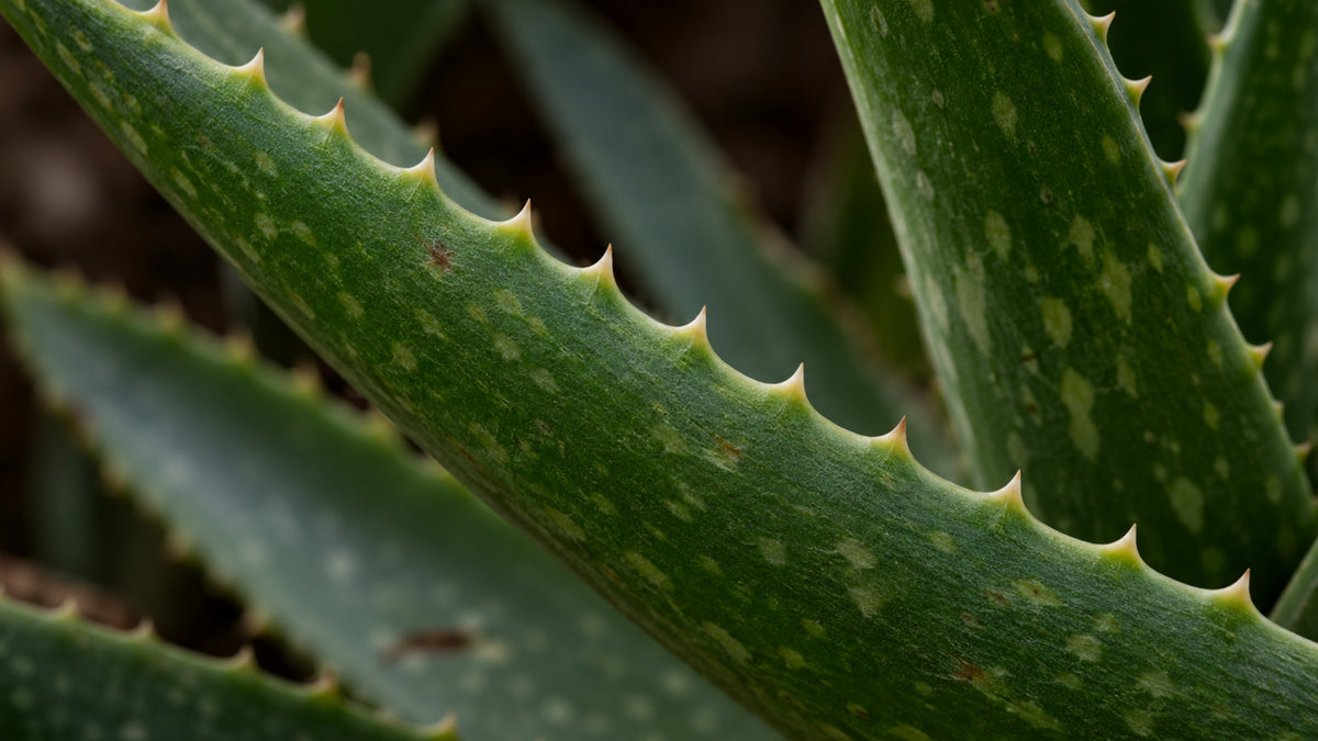 Aloe Vera Lotion-zutat2_links