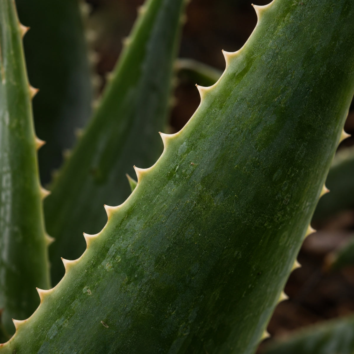 Aloe Vera Lotion-zutaten