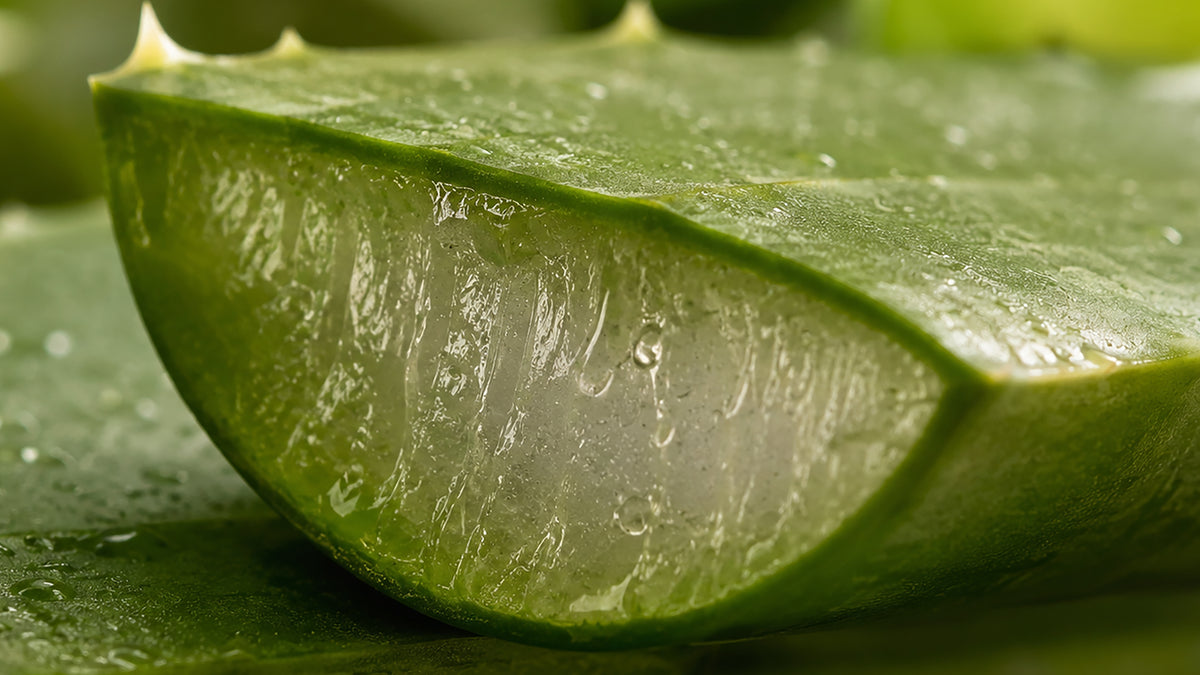 Aloe Vera Öl-zutat1_rechts