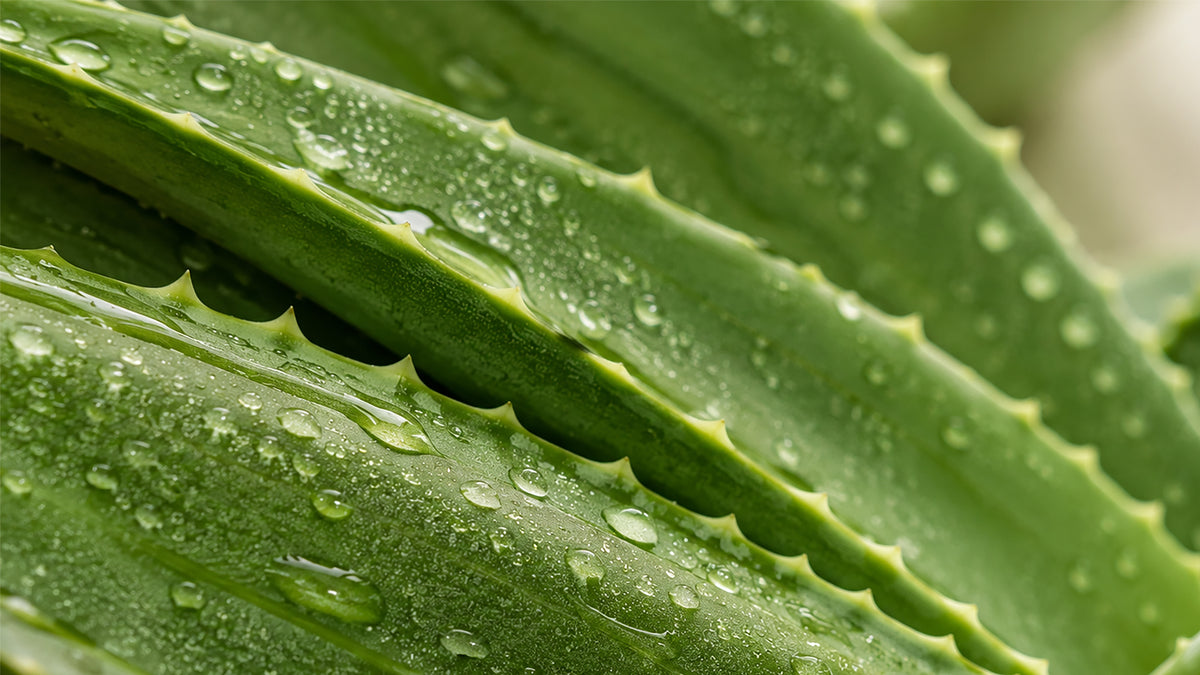 Aloe Vera Öl-zutat2_links