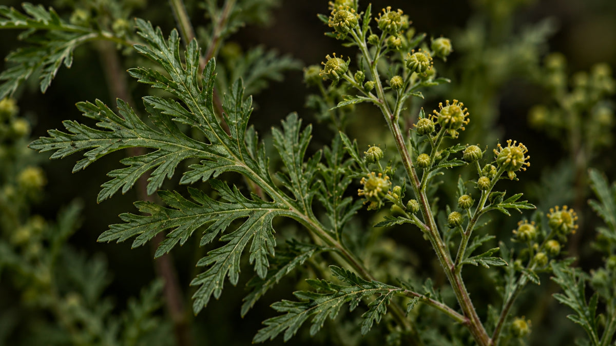 Artemisia annua (einjähriger Beifuss) Blütenwasser BIO-zutat1_rechts