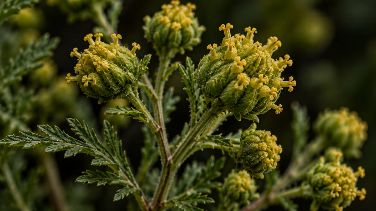 Artemisia annua (einjähriger Beifuss) Blütenwasser BIO-zutat2_links