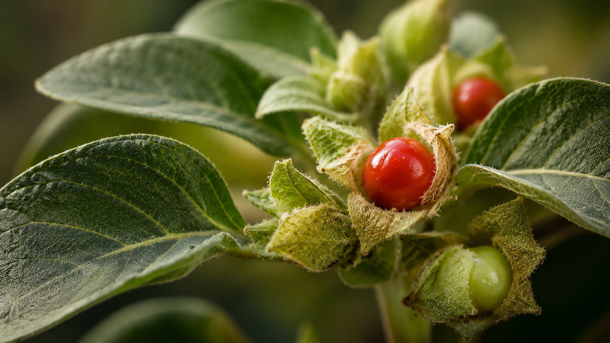 Ashwagandha Kapseln-zutat2_links