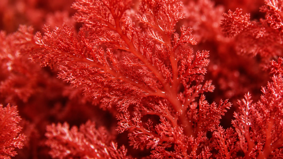 Astaxanthin Kapseln-zutat1_rechts