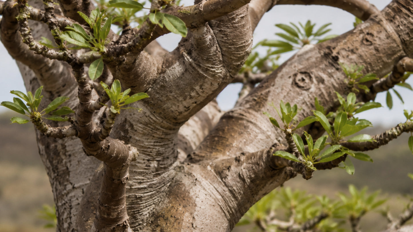 Baobab Bio Pulver-zutat2_links