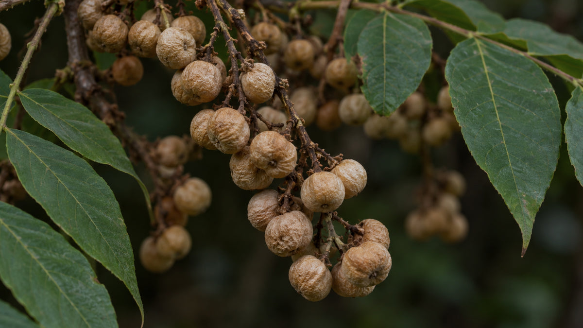 Beerenwachs vegan-zutat2_links
