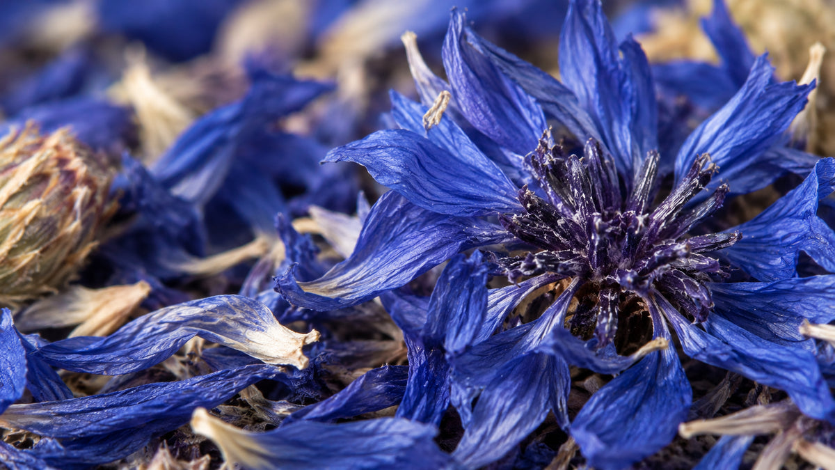 Blauer Chai-zutat2_links
