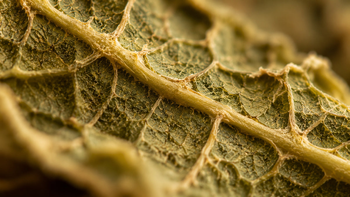 Bockshornklee Blätter-zutat1_rechts