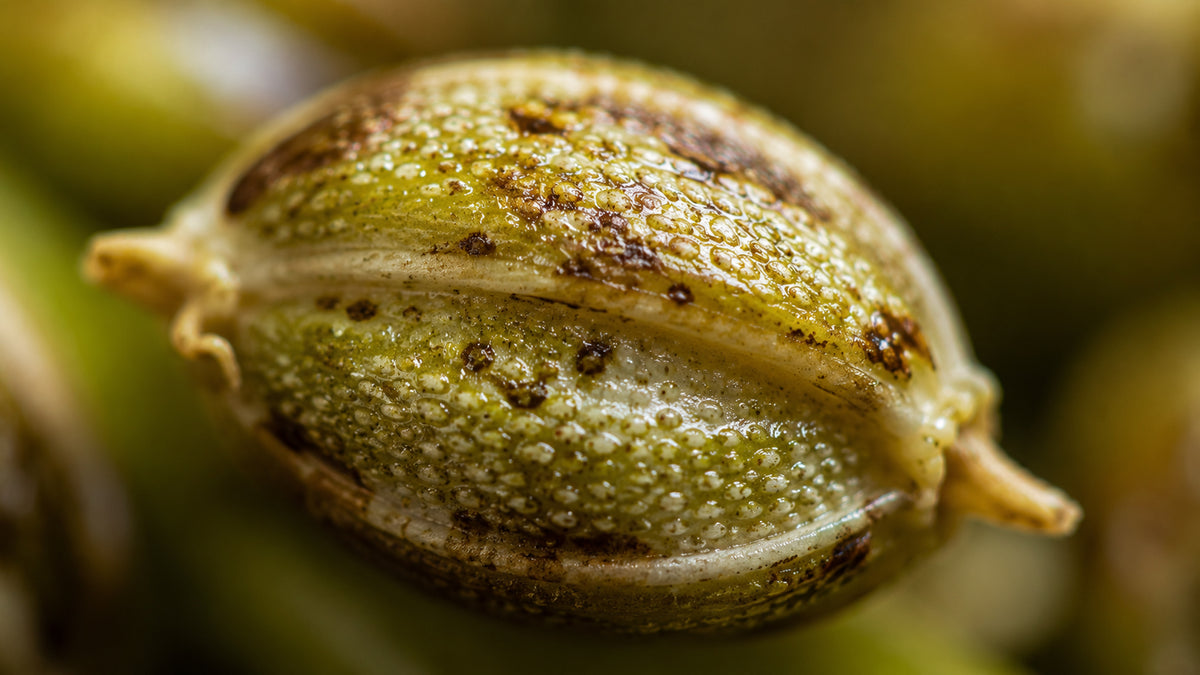 Brennnesselsamen Bio-zutat2_links