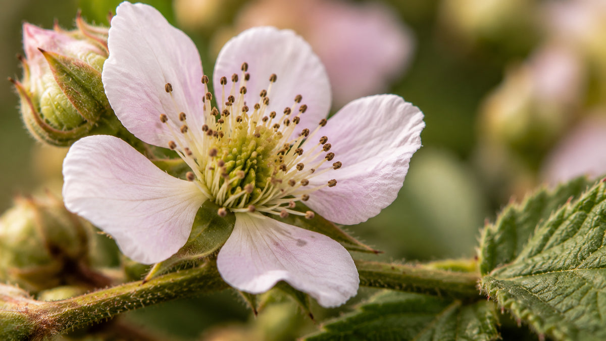 Brombeere Glycerinmazerat-zutat2_links
