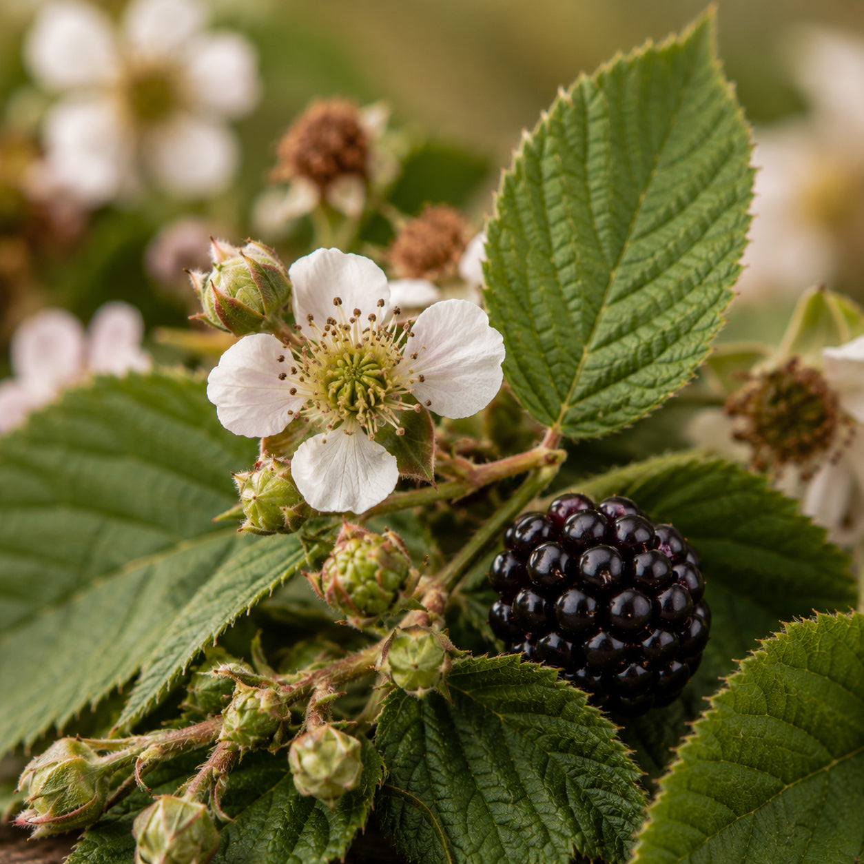 Brombeere Glycerinmazerat-zutaten