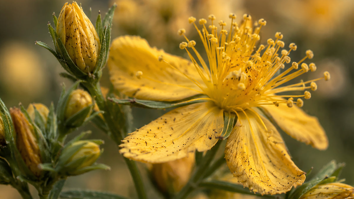 Calendularoma Creme-zutat1_rechts