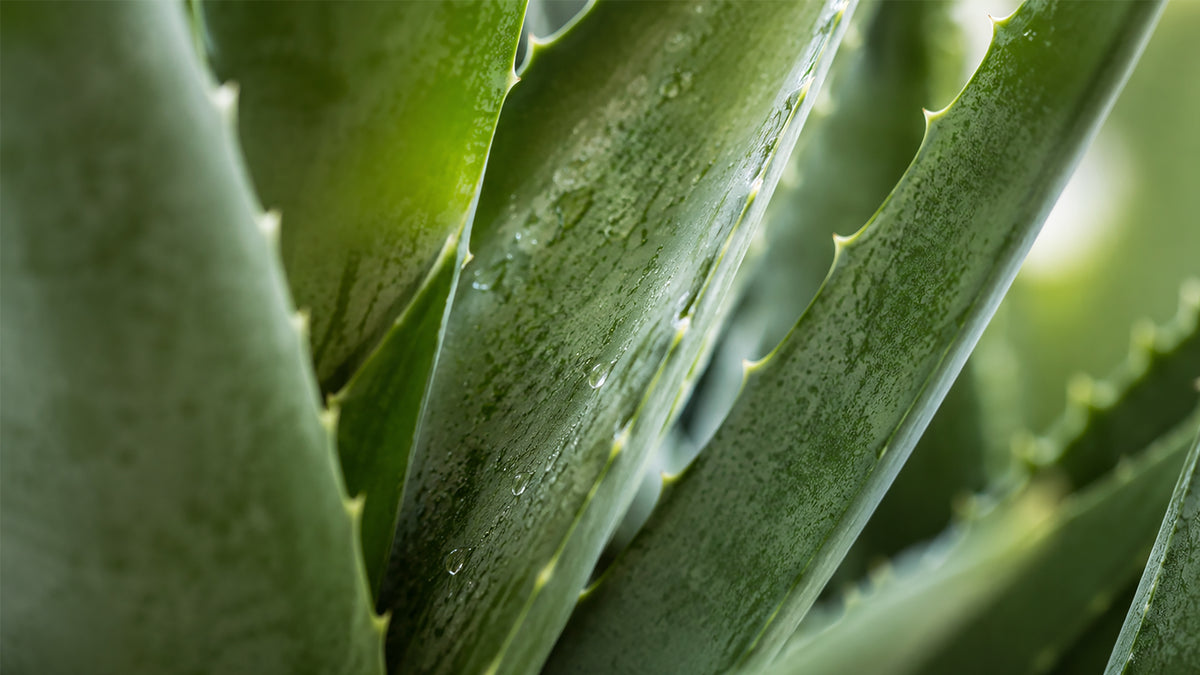 Calendularoma Creme-zutat2_links