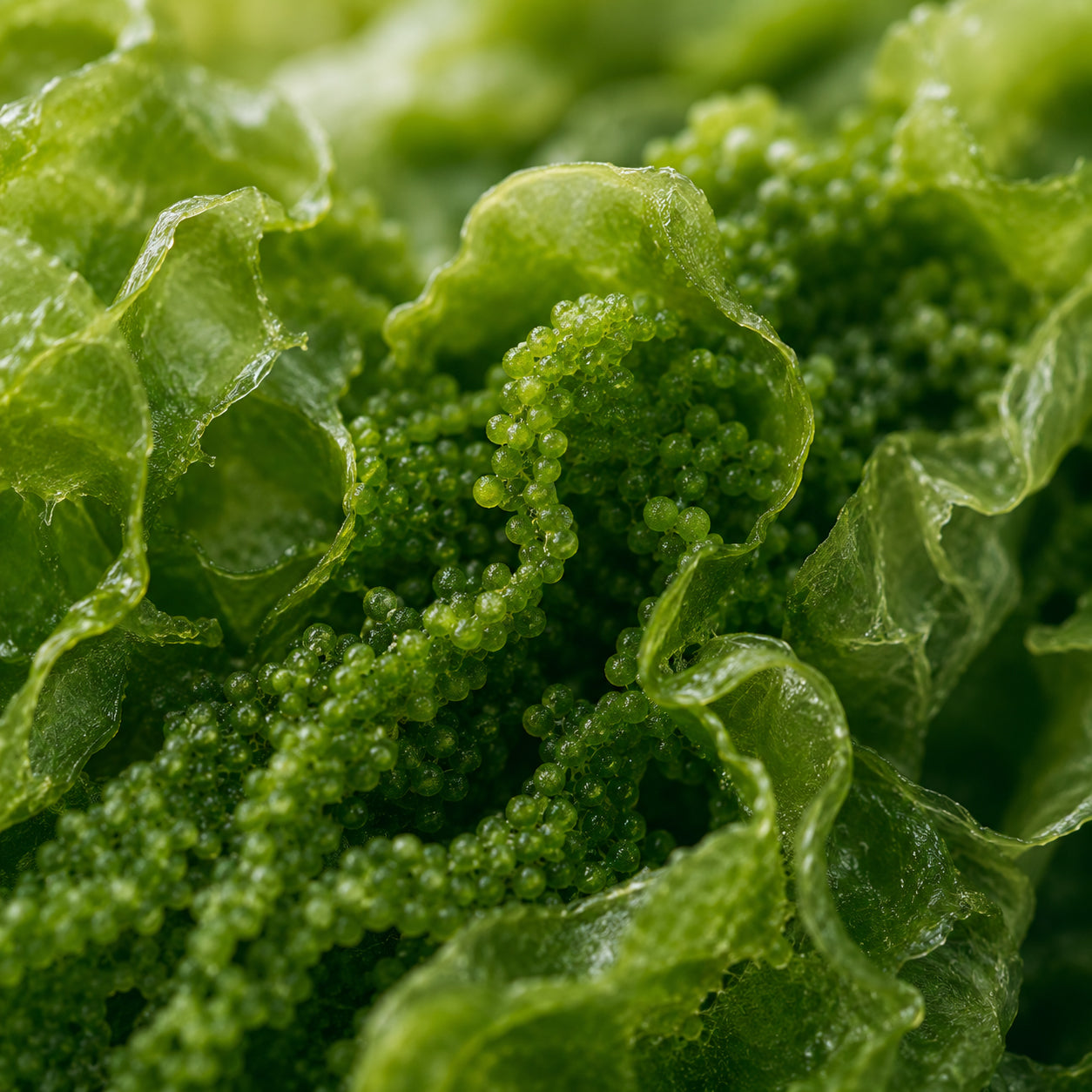 Chlorella Bio-zutaten