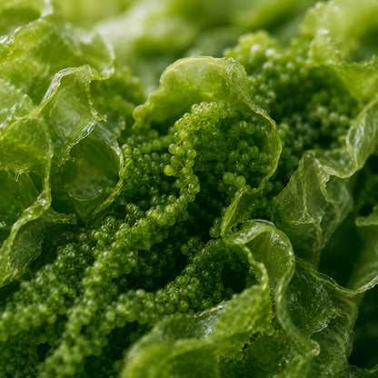 Chlorella Bio-zutaten