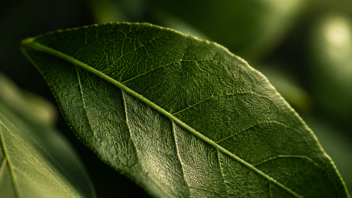 Chlorella Kapseln-zutat2_links