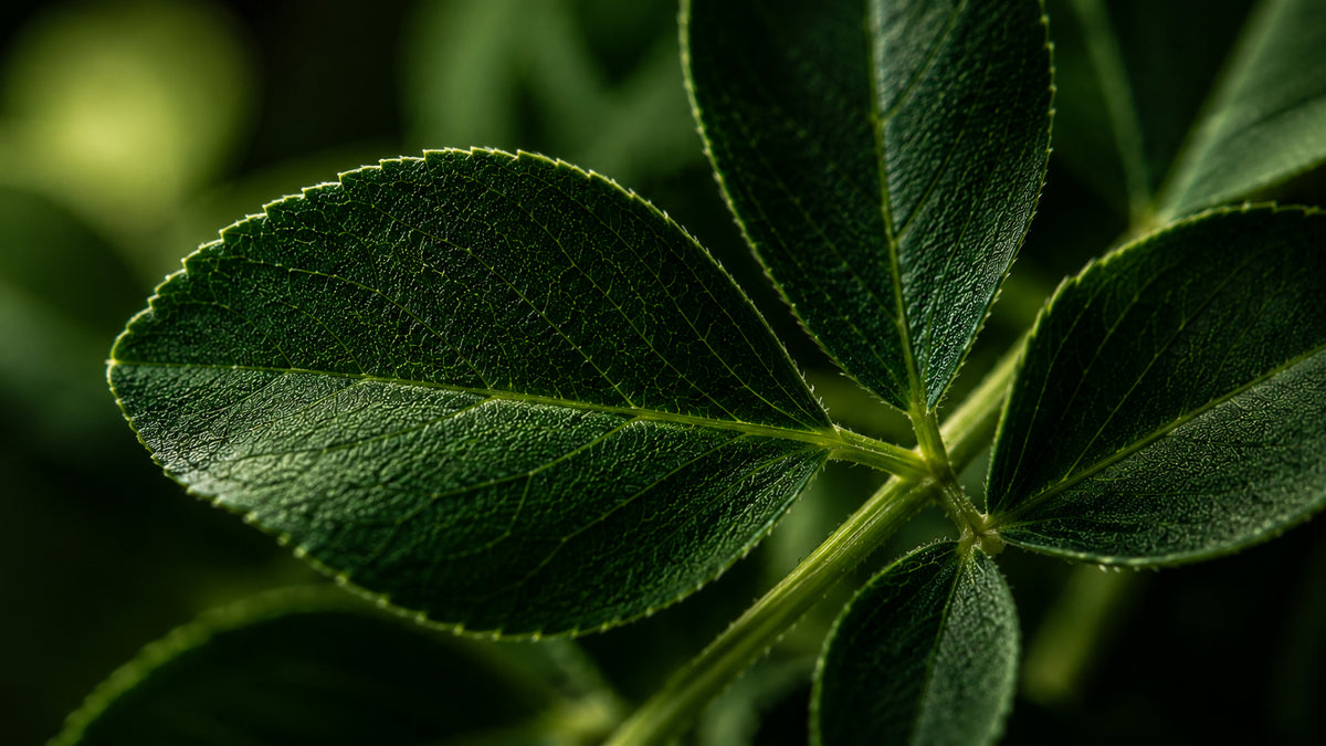 Chlorophyll Kapseln-zutat2_links