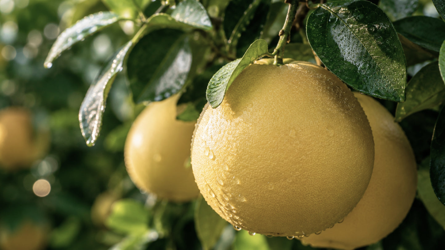 Citrobiotic Grapefruitkern Extrakt-zutat2_links