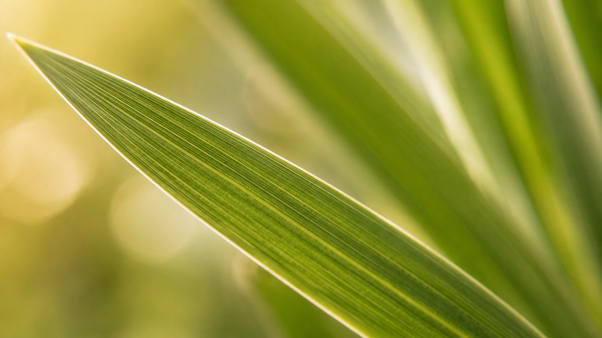 Citronella Öl-zutat2_links
