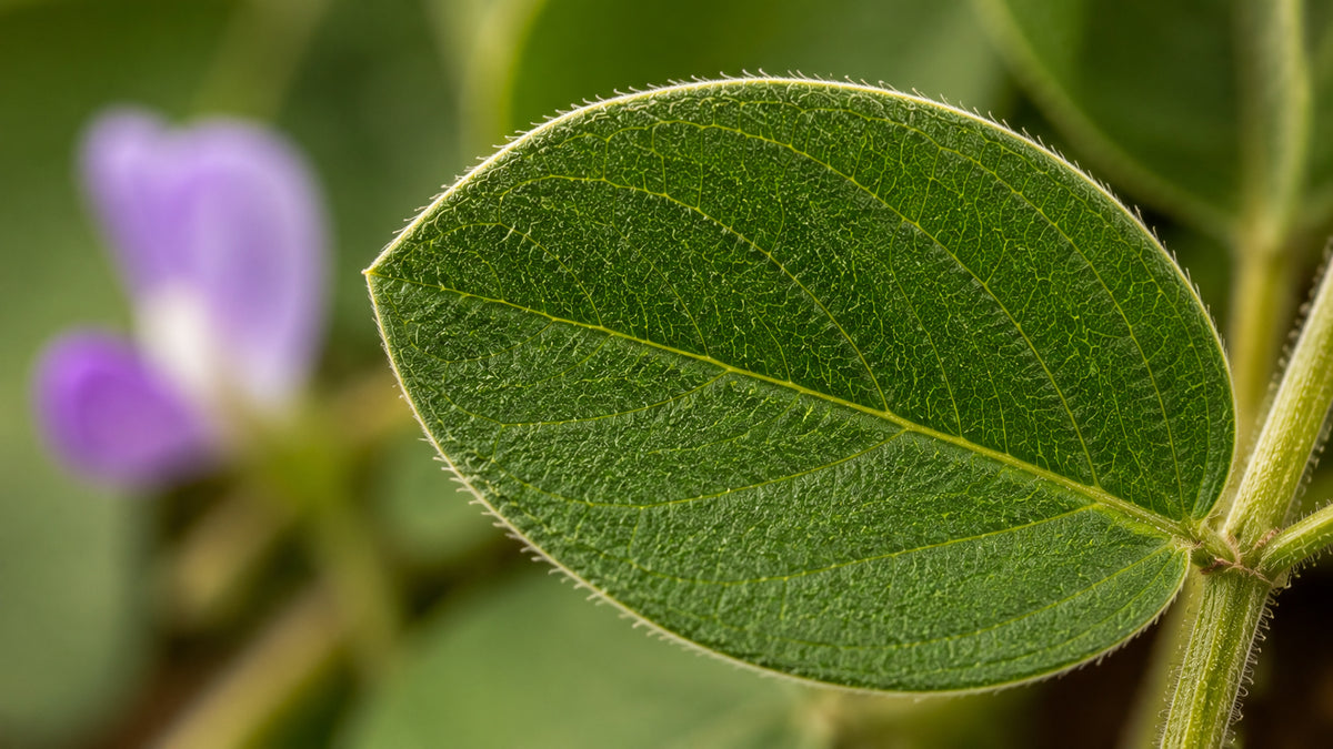 Desmodium Kapseln-zutat1_rechts