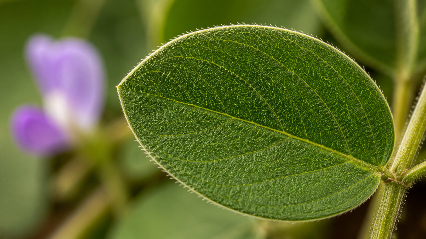 Desmodium Kapseln-zutat1_rechts