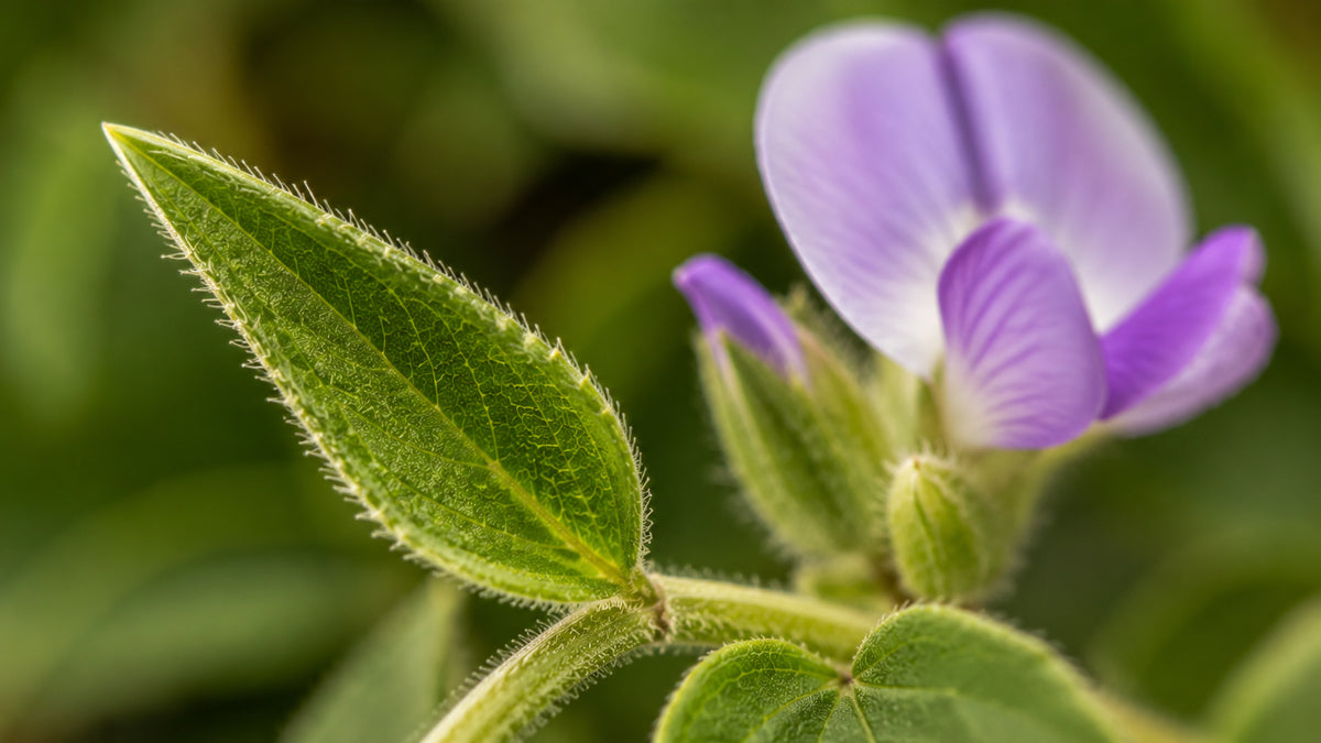 Desmodium Kapseln-zutat2_links